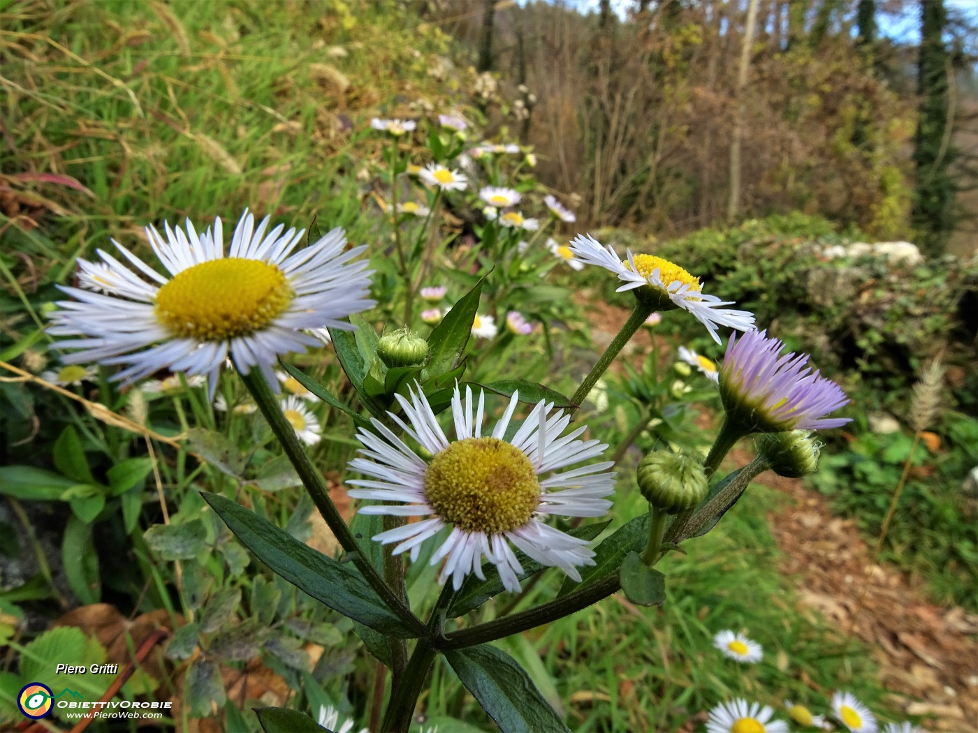 86 Margheritine in fiore.JPG